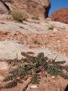 Erodium cicutarium - Alfilaria, pin clover - 071222-0253