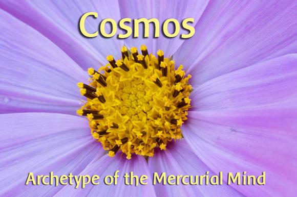 Cosmos Cosmos bipinnatus Mexican aster, garden cosmos 