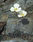 Mariposal Lily plant 
