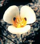 Mariposa Lily blossom.