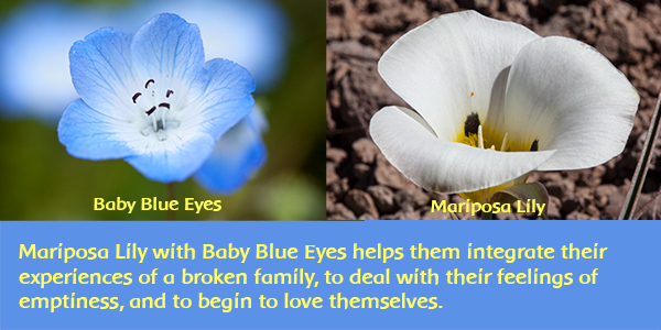 Baby Blue Eyes and Mariposa Lily