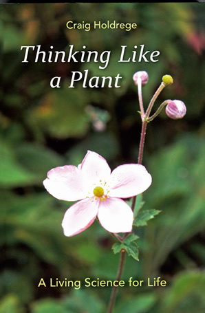 Thinking Like a Plant