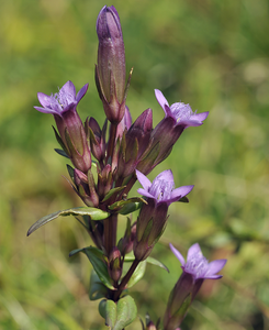 Dr. Bach's Gentian