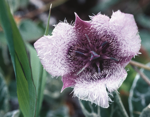Star Tulip flower