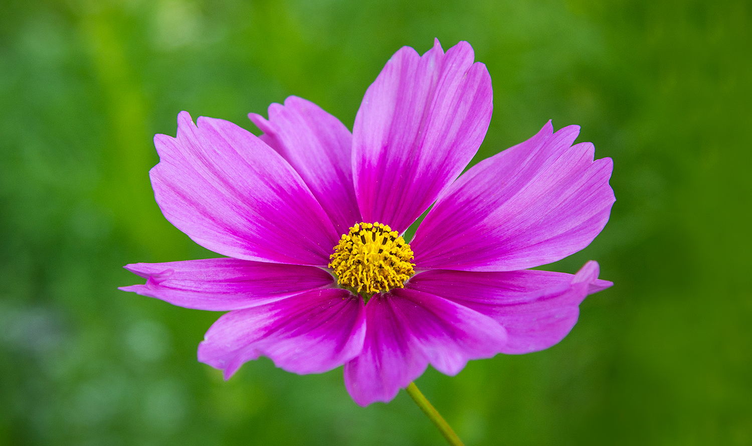 cosmos