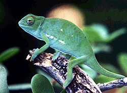Chameleon
