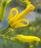 golden ear drops
