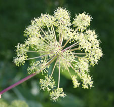 angelica