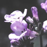 yerba santa