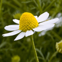 chamomile