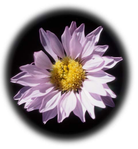 Alpine Aster