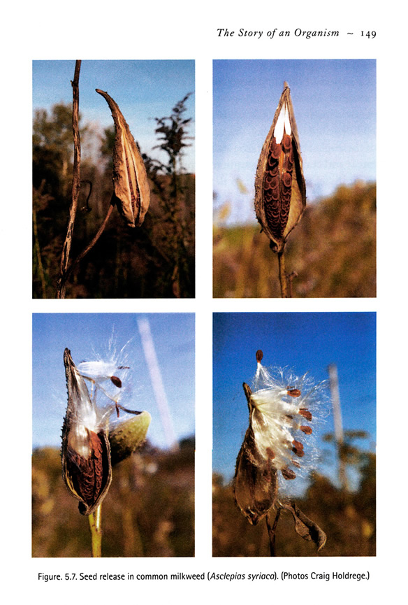 milkweed page