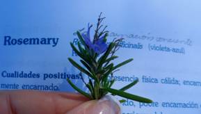 rosemary-rep