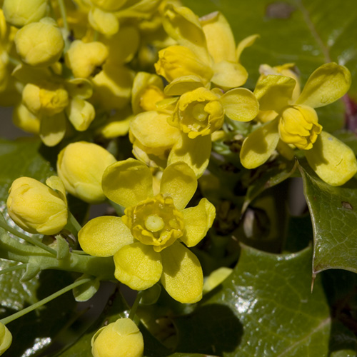 Oregon Grape