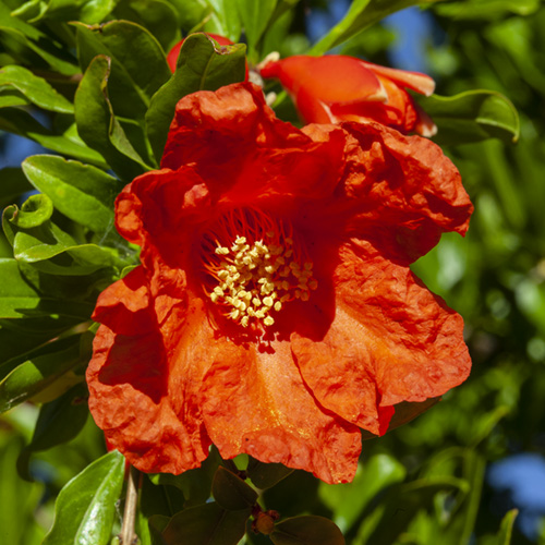 Pomegranate