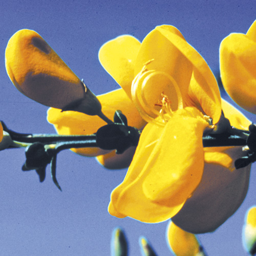 Scotch Broom