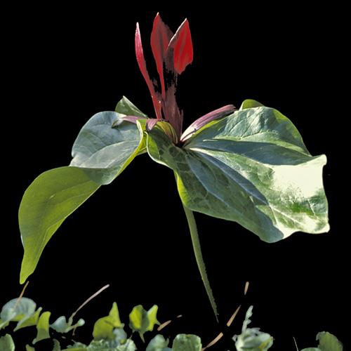 Trillium