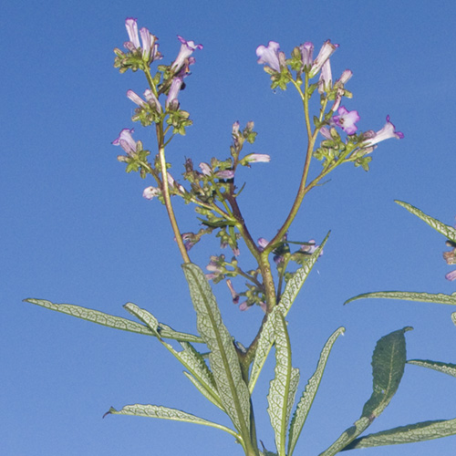 Yerba Santa
