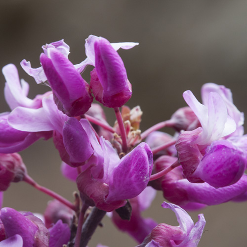 Redbud