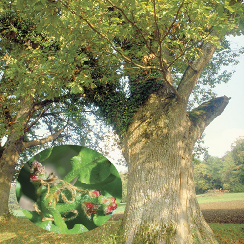 Oak