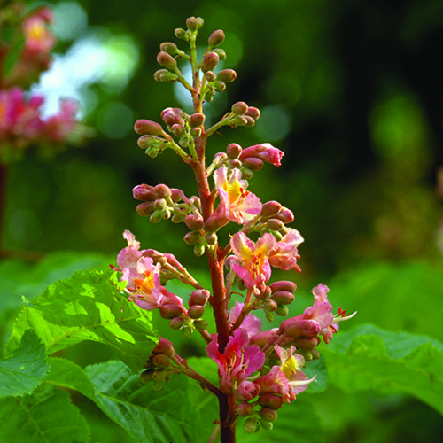 Red Chestnut