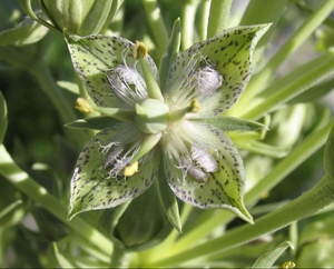 Green Cross Gentian
