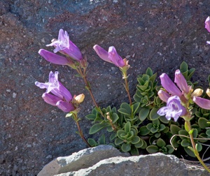 Penstemon
