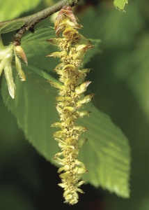 Hornbeam