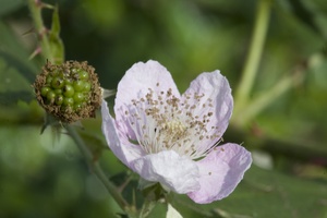 Blackberry