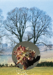 Elm